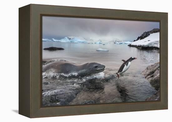 Leopard Seal Hunting Gentoo Penguin, Antarctica-Paul Souders-Framed Premier Image Canvas