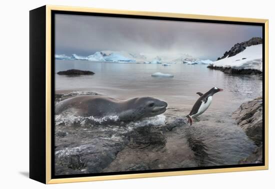 Leopard Seal Hunting Gentoo Penguin, Antarctica-Paul Souders-Framed Premier Image Canvas