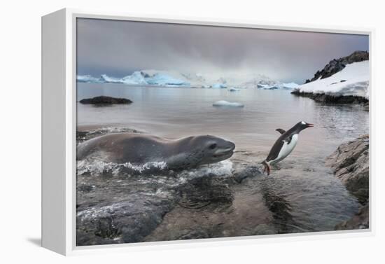 Leopard Seal Hunting Gentoo Penguin, Antarctica-Paul Souders-Framed Premier Image Canvas