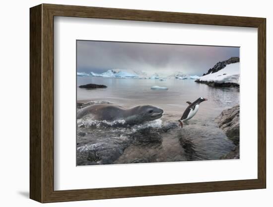 Leopard Seal Hunting Gentoo Penguin, Antarctica-Paul Souders-Framed Photographic Print