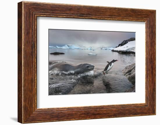 Leopard Seal Hunting Gentoo Penguin, Antarctica-Paul Souders-Framed Photographic Print