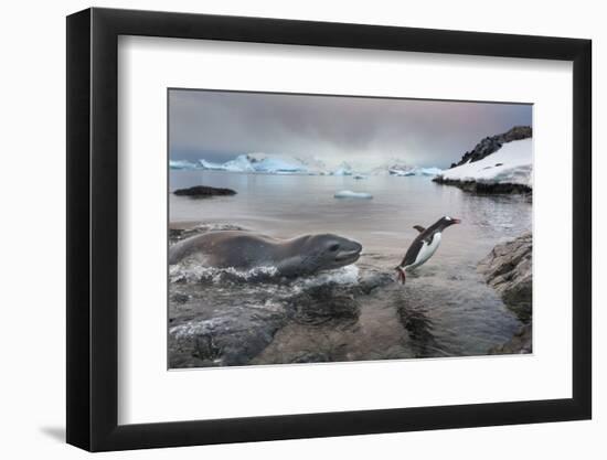 Leopard Seal Hunting Gentoo Penguin, Antarctica-Paul Souders-Framed Photographic Print