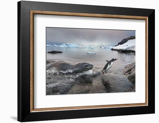 Leopard Seal Hunting Gentoo Penguin, Antarctica-Paul Souders-Framed Photographic Print