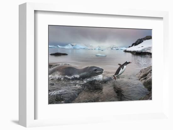 Leopard Seal Hunting Gentoo Penguin, Antarctica-Paul Souders-Framed Photographic Print