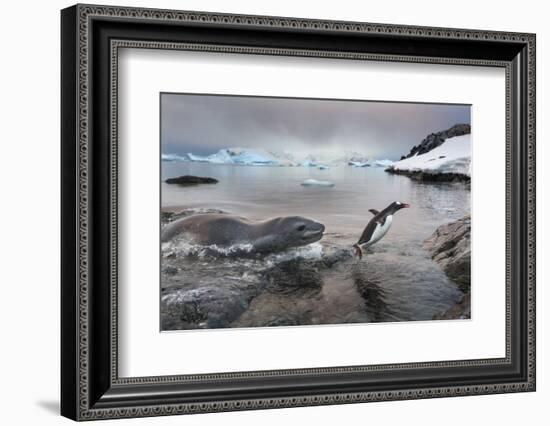 Leopard Seal Hunting Gentoo Penguin, Antarctica-Paul Souders-Framed Photographic Print