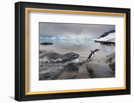 Leopard Seal Hunting Gentoo Penguin, Antarctica-Paul Souders-Framed Photographic Print