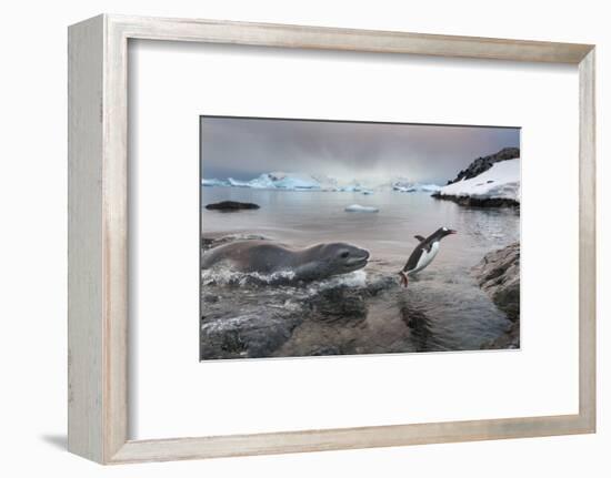 Leopard Seal Hunting Gentoo Penguin, Antarctica-Paul Souders-Framed Photographic Print