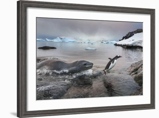 Leopard Seal Hunting Gentoo Penguin, Antarctica-Paul Souders-Framed Photographic Print