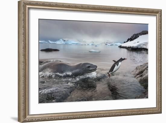 Leopard Seal Hunting Gentoo Penguin, Antarctica-Paul Souders-Framed Photographic Print
