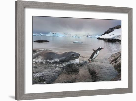 Leopard Seal Hunting Gentoo Penguin, Antarctica-Paul Souders-Framed Photographic Print