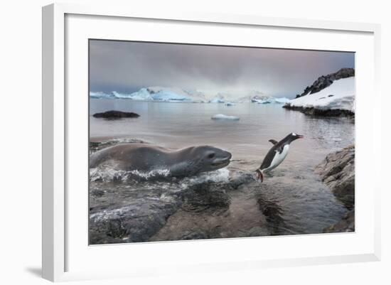 Leopard Seal Hunting Gentoo Penguin, Antarctica-Paul Souders-Framed Photographic Print