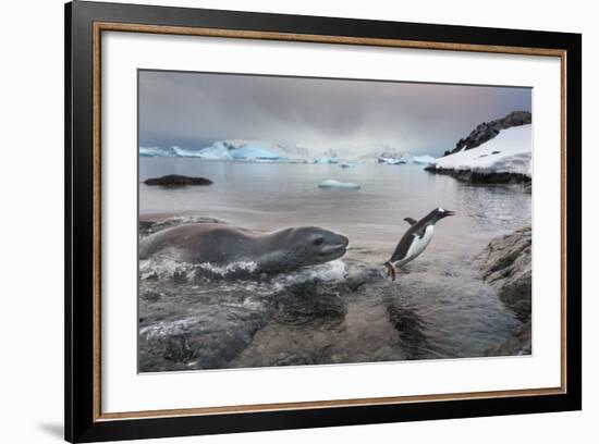 Leopard Seal Hunting Gentoo Penguin, Antarctica-Paul Souders-Framed Photographic Print