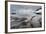 Leopard Seal Hunting Gentoo Penguin, Antarctica-Paul Souders-Framed Photographic Print