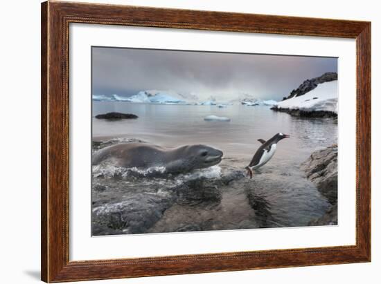 Leopard Seal Hunting Gentoo Penguin, Antarctica-Paul Souders-Framed Photographic Print