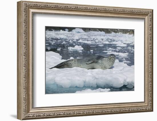 Leopard Seal Looking Up-DLILLC-Framed Photographic Print