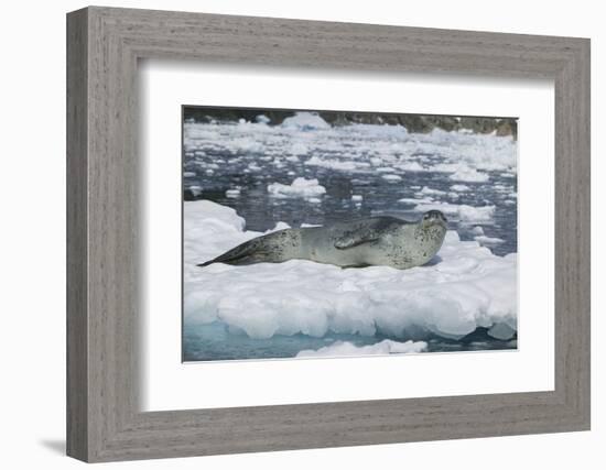 Leopard Seal Looking Up-DLILLC-Framed Photographic Print