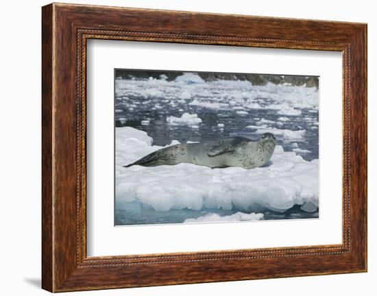 Leopard Seal Looking Up-DLILLC-Framed Photographic Print