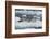 Leopard Seal Looking Up-DLILLC-Framed Photographic Print