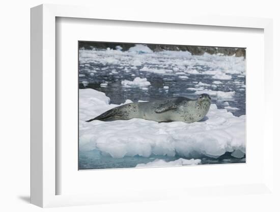 Leopard Seal Looking Up-DLILLC-Framed Photographic Print