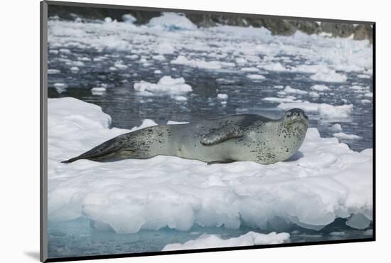 Leopard Seal Looking Up-DLILLC-Mounted Photographic Print