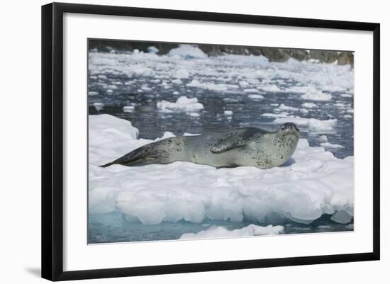 Leopard Seal Looking Up-DLILLC-Framed Photographic Print