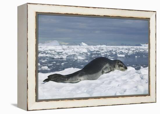 Leopard Seal Lounging on an Iceberg-DLILLC-Framed Premier Image Canvas