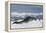 Leopard Seal Lounging on an Iceberg-DLILLC-Framed Premier Image Canvas