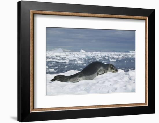 Leopard Seal Lounging on an Iceberg-DLILLC-Framed Photographic Print