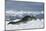 Leopard Seal Lounging on an Iceberg-DLILLC-Mounted Photographic Print