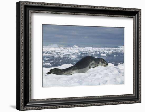 Leopard Seal Lounging on an Iceberg-DLILLC-Framed Photographic Print