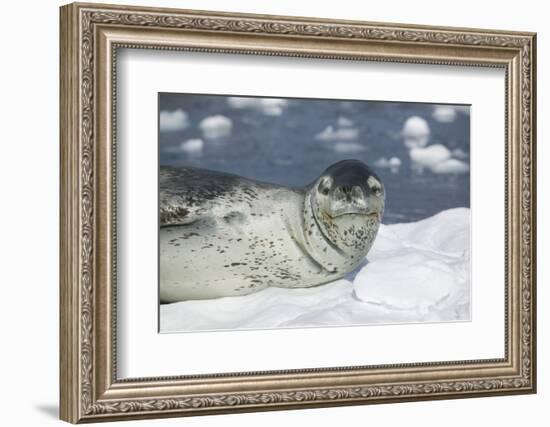 Leopard Seal on an Iceberg-DLILLC-Framed Photographic Print