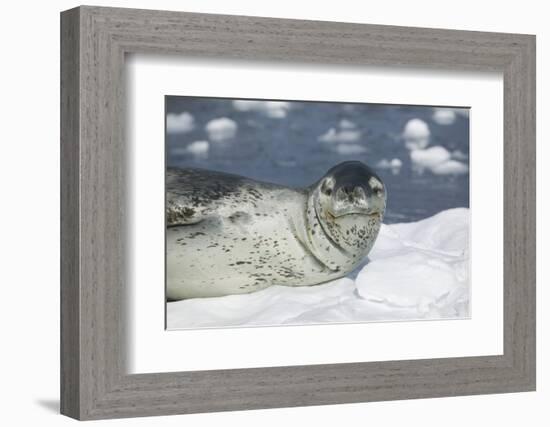 Leopard Seal on an Iceberg-DLILLC-Framed Photographic Print