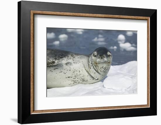 Leopard Seal on an Iceberg-DLILLC-Framed Photographic Print