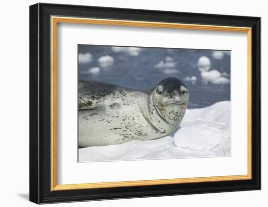 Leopard Seal on an Iceberg-DLILLC-Framed Photographic Print