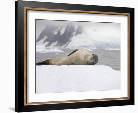 Leopard Seal on Ice, Near Yalour Island, Antarctic Peninsula, Antarctica, Polar Regions-Robert Harding-Framed Photographic Print