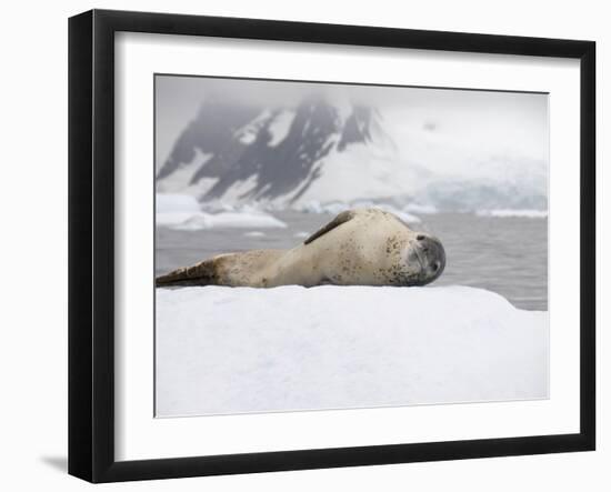 Leopard Seal on Ice, Near Yalour Island, Antarctic Peninsula, Antarctica, Polar Regions-Robert Harding-Framed Photographic Print