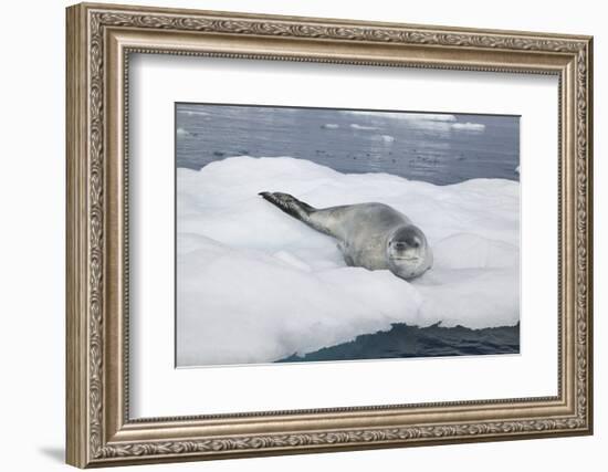 Leopard Seal Resting on an Iceberg-DLILLC-Framed Photographic Print