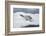 Leopard Seal Resting on an Iceberg-DLILLC-Framed Photographic Print