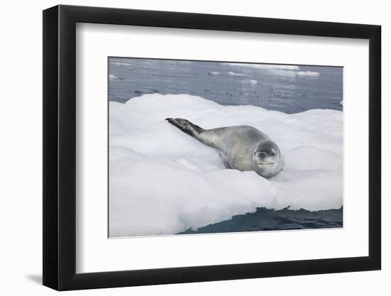 Leopard Seal Resting on an Iceberg-DLILLC-Framed Photographic Print