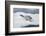 Leopard Seal Resting on an Iceberg-DLILLC-Framed Photographic Print