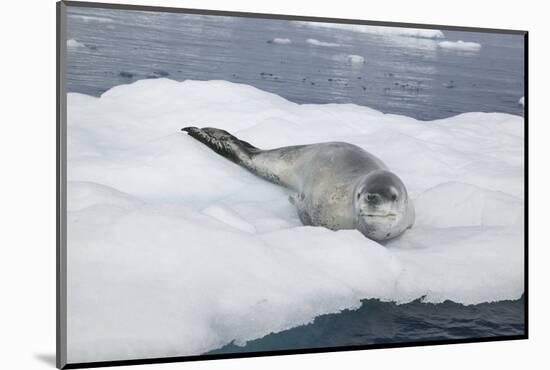 Leopard Seal Resting on an Iceberg-DLILLC-Mounted Photographic Print