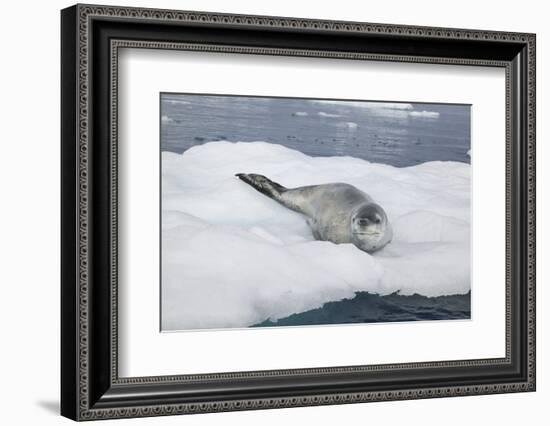 Leopard Seal Resting on an Iceberg-DLILLC-Framed Photographic Print