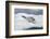 Leopard Seal Resting on an Iceberg-DLILLC-Framed Photographic Print