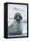 Leopard Seal-DLILLC-Framed Premier Image Canvas