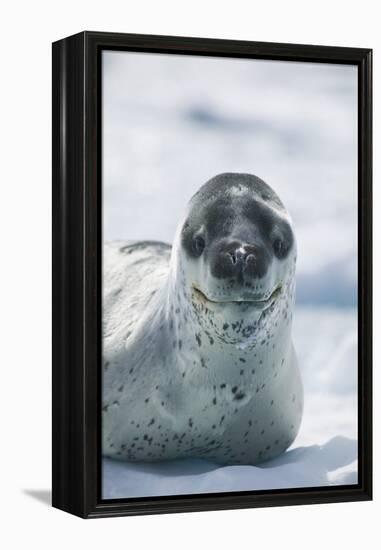 Leopard Seal-DLILLC-Framed Premier Image Canvas