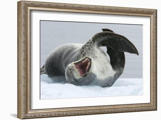 Leopard Seal-Louise Murray-Framed Photographic Print