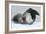 Leopard Seal-Louise Murray-Framed Photographic Print