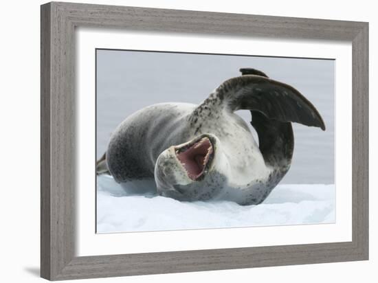 Leopard Seal-Louise Murray-Framed Photographic Print