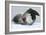 Leopard Seal-Louise Murray-Framed Photographic Print