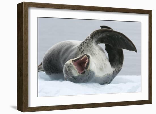 Leopard Seal-Louise Murray-Framed Photographic Print